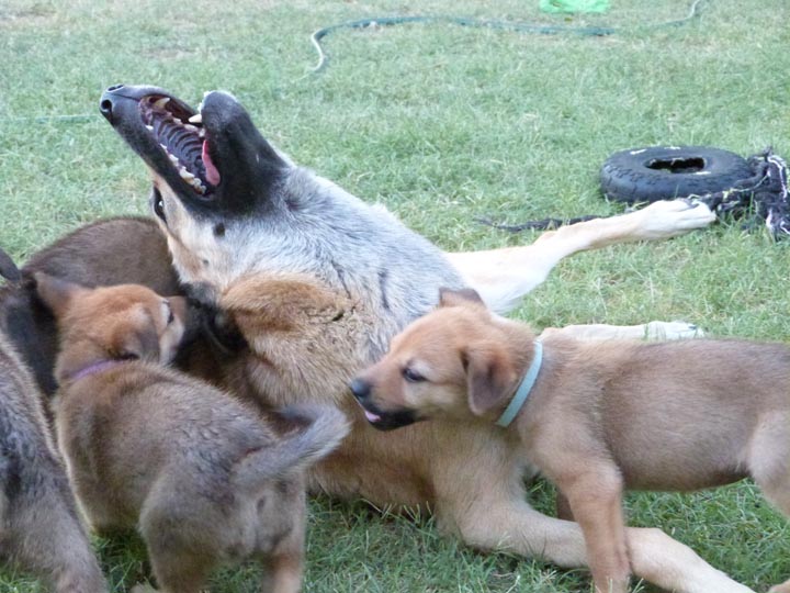 chinook dog